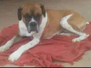 Cachorro raça Boxer idade 2 anos nome Thor contato whats