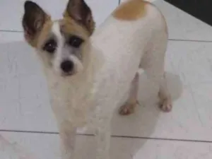 Cachorro raça Srd idade 2 anos nome Cindy contato whats