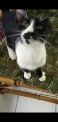 Gatinhos cont. Whats