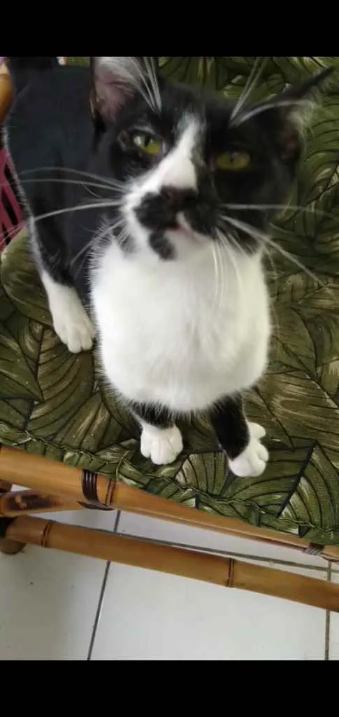 Gato ra a Srd idade 2 a 6 meses nome Gatinhos cont. Whats