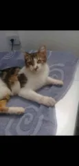 Gatinhos cont. Whats