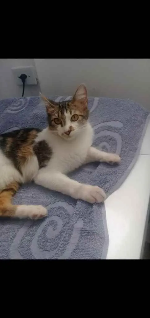 Gato ra a Srd idade 2 a 6 meses nome Gatinhos cont. Whats