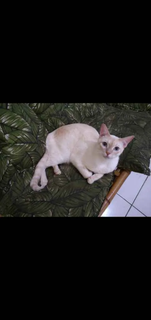 Gato ra a Srd idade 2 a 6 meses nome Gatinhos cont. Whats