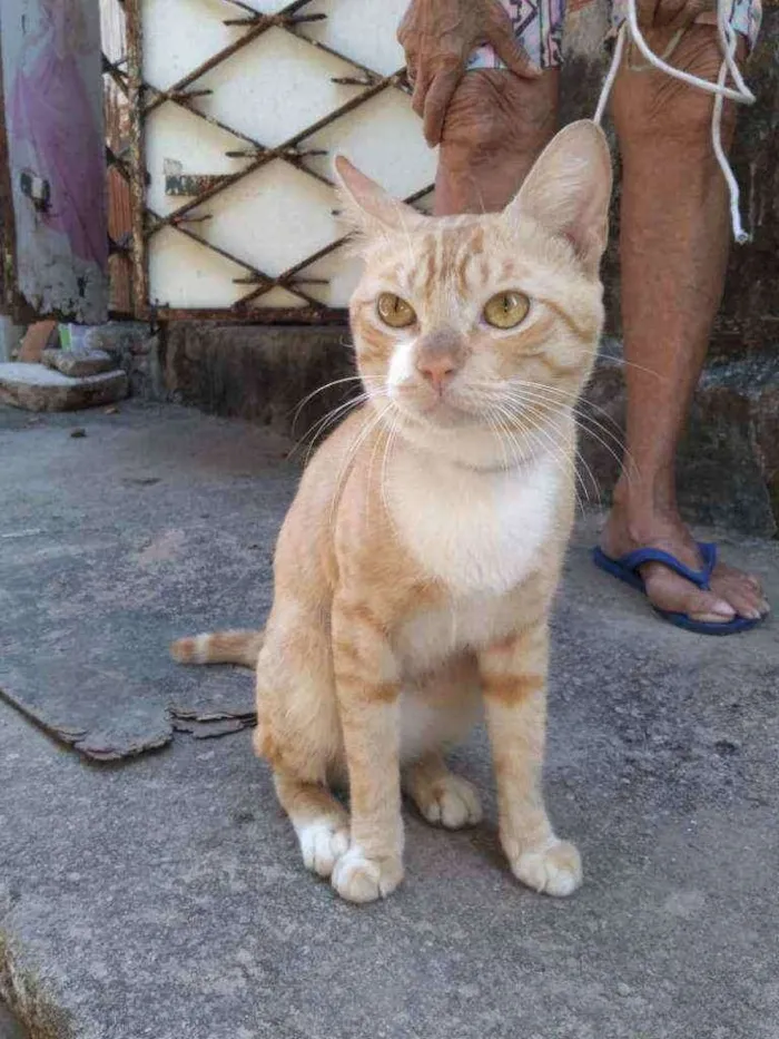 Gato ra a Comum amarelo idade 7 a 11 meses nome Dourado