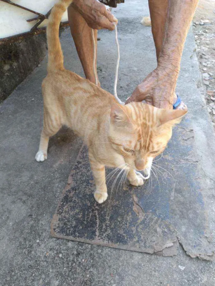 Gato ra a Comum amarelo idade 7 a 11 meses nome Dourado