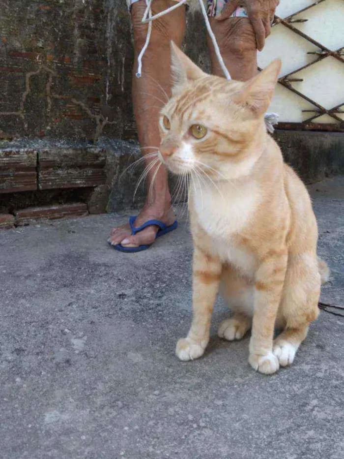 Gato ra a Comum amarelo idade 7 a 11 meses nome Dourado