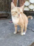 Dourado