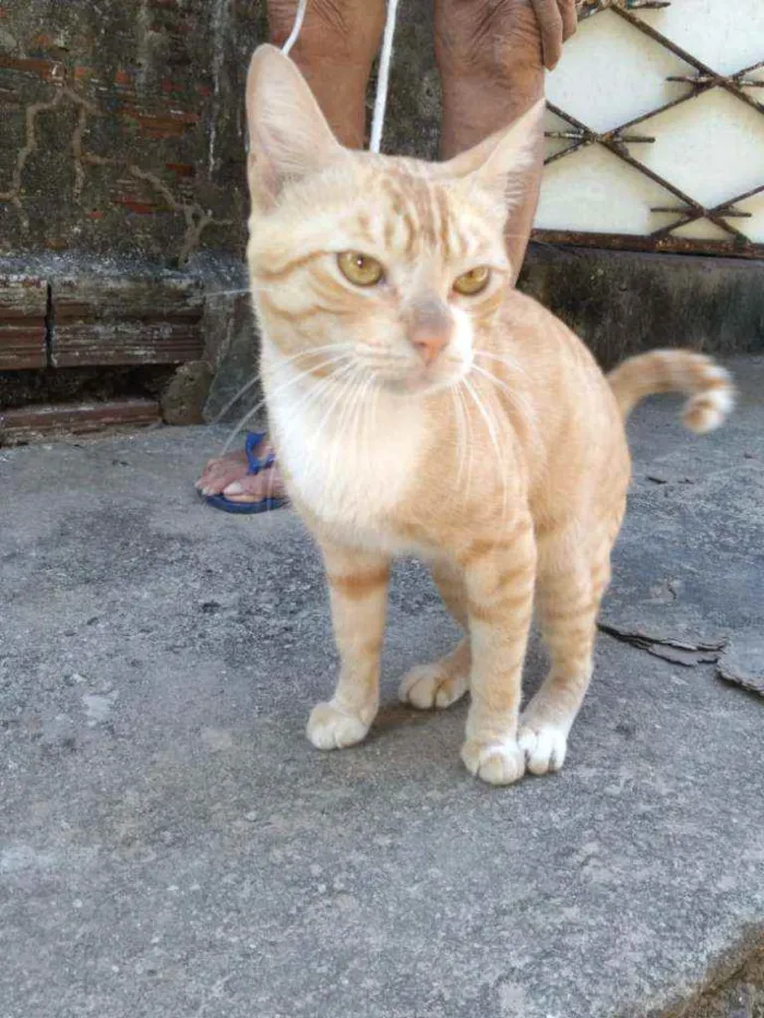 Gato ra a Comum amarelo idade 7 a 11 meses nome Dourado