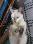 Tuca