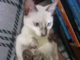 Tuca