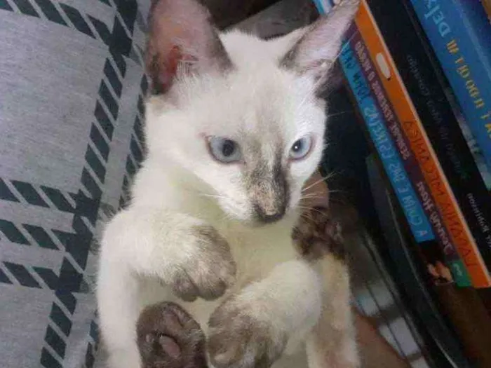 Gato ra a não sei idade 2 a 6 meses nome Tuca