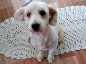 Cachorro raça Poodle idade 1 ano nome Cindy contato whats