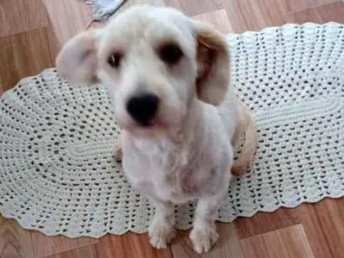 Cachorro ra a Poodle idade 1 ano nome Cindy contato whats