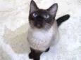 Gatinhos cont. Whats
