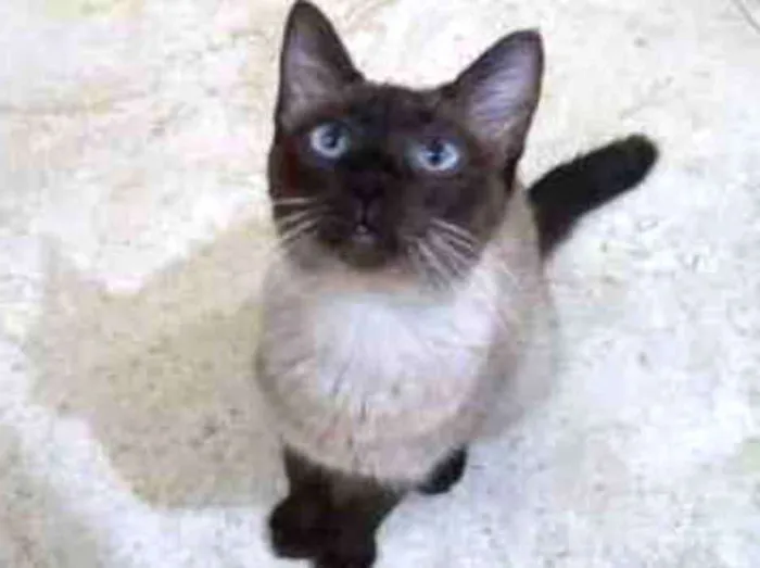 Gato ra a Srd idade 2 a 6 meses nome Gatinhos cont. Whats