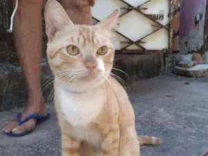 Gato raça Comum amarelo idade 7 a 11 meses nome Dourado