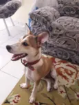 Paçoquinha 