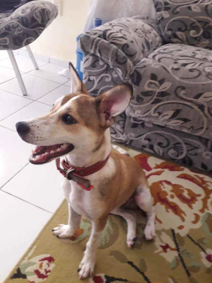 Cachorro raça Não tem  idade 7 a 11 meses nome Paçoquinha 
