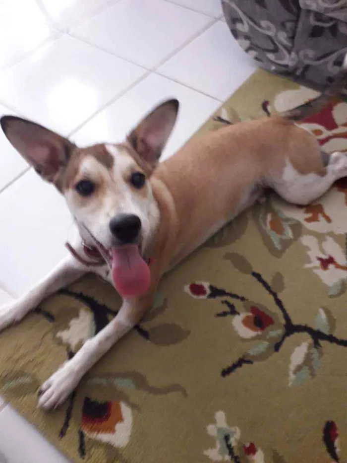 Cachorro raça Não tem  idade 7 a 11 meses nome Paçoquinha 
