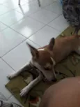Paçoquinha 