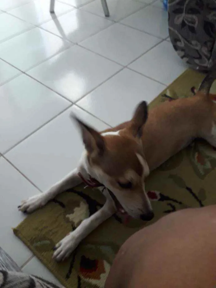 Cachorro raça Não tem  idade 7 a 11 meses nome Paçoquinha 