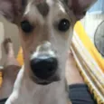 Paçoquinha 