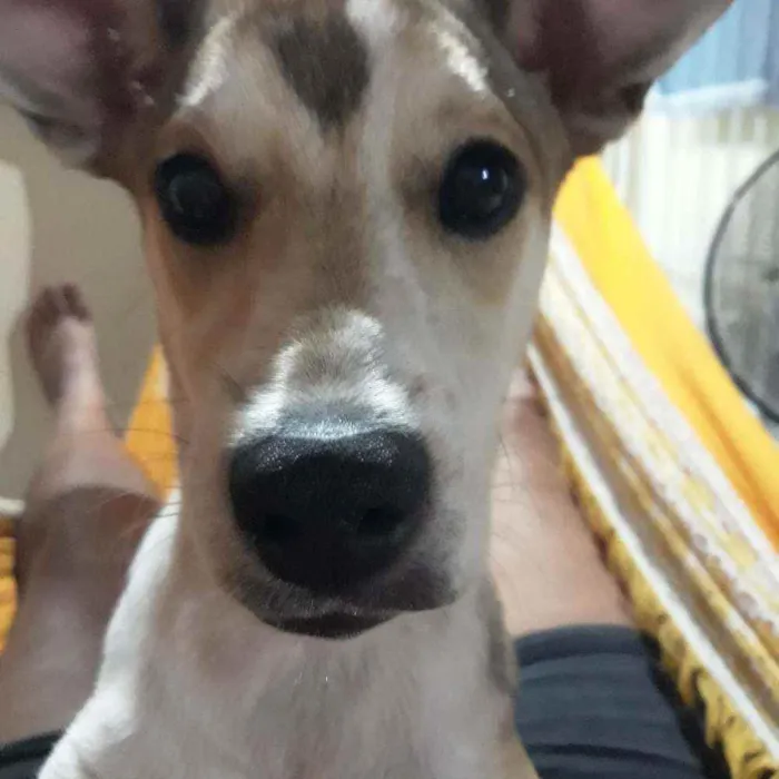 Cachorro raça Não tem  idade 7 a 11 meses nome Paçoquinha 