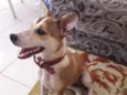 Paçoquinha 