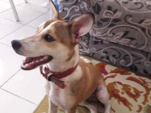 Cachorro raça Não tem  idade 7 a 11 meses nome Paçoquinha 