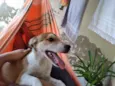 Paçoquinha 