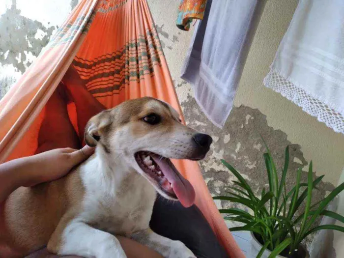 Cachorro raça Não tem  idade 7 a 11 meses nome Paçoquinha 