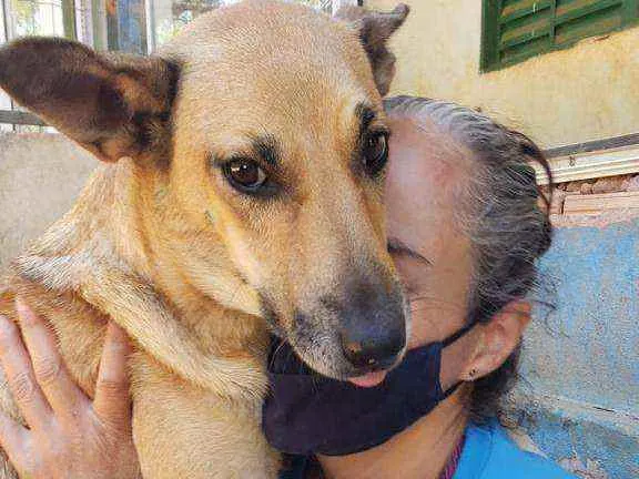 Cachorro ra a SRD idade 2 anos nome Mussarela
