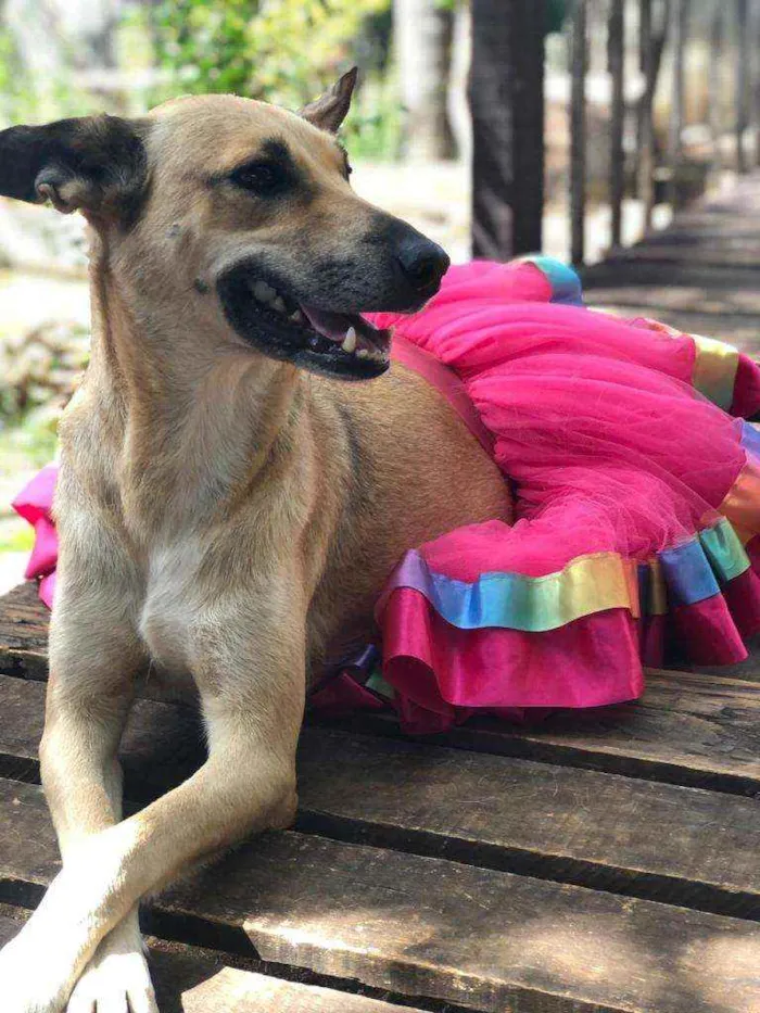 Cachorro ra a SRD idade 2 anos nome Mussarela