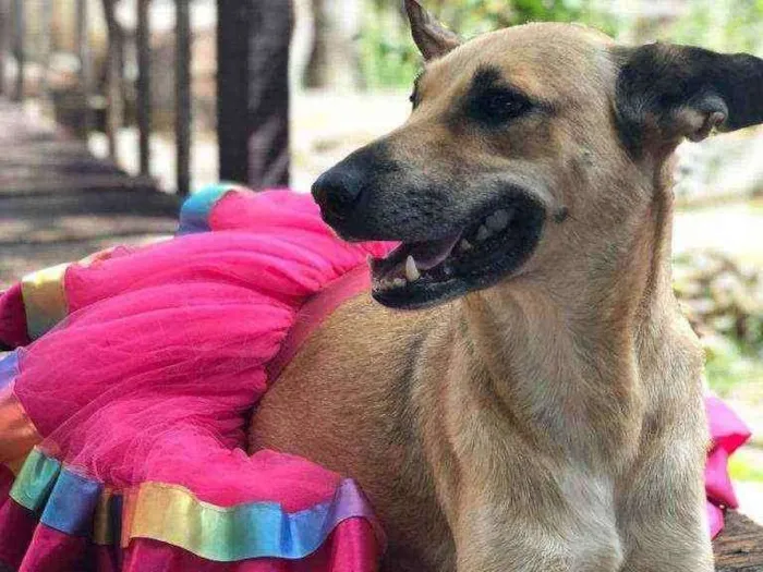 Cachorro ra a SRD idade 2 anos nome Mussarela