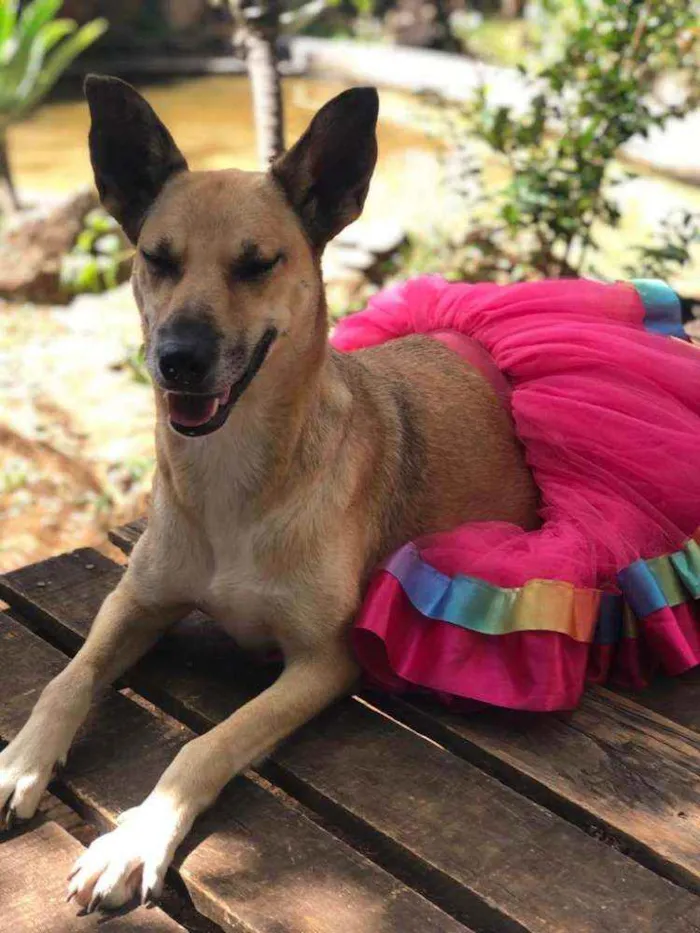 Cachorro ra a SRD idade 2 anos nome Mussarela