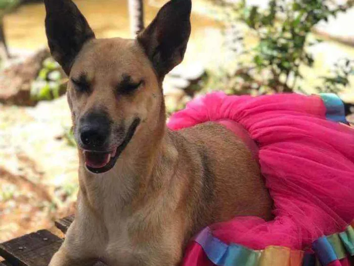 Cachorro ra a SRD idade 2 anos nome Mussarela