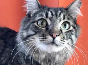 Gato raça Srd idade 1 ano nome Haruki 