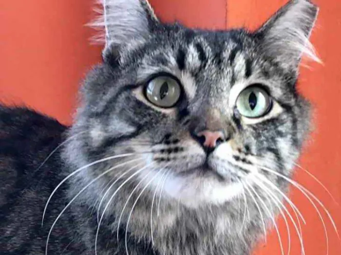 Gato raça Srd idade 1 ano nome Haruki 