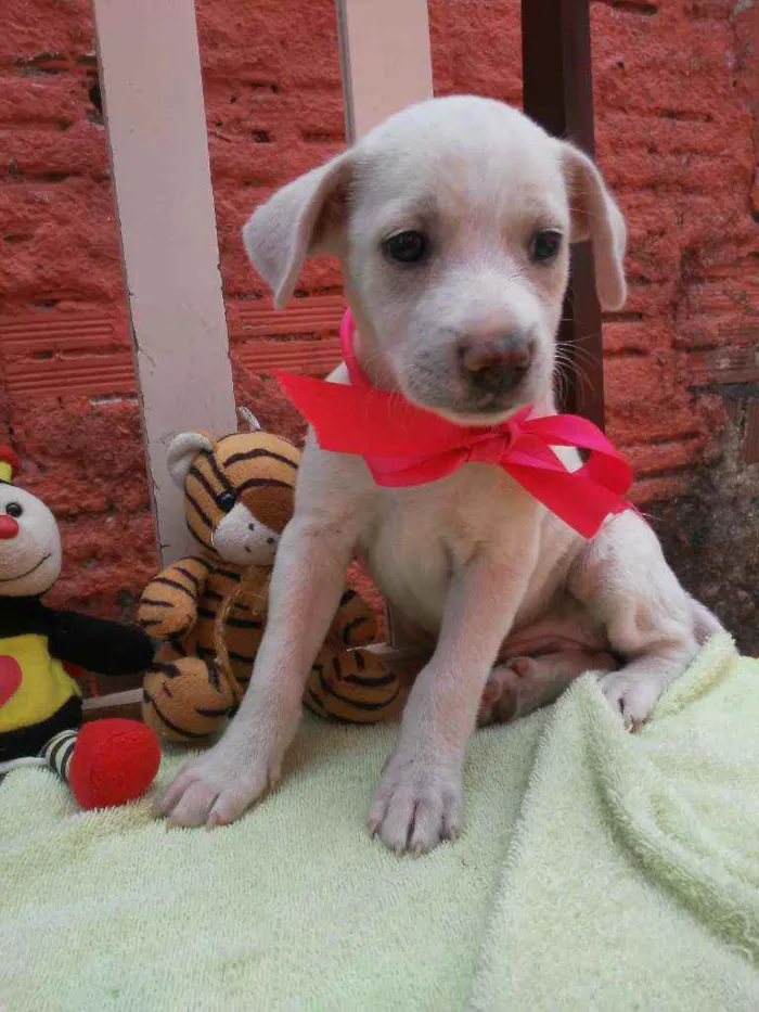 Cachorro ra a Comum idade 2 a 6 meses nome Poly