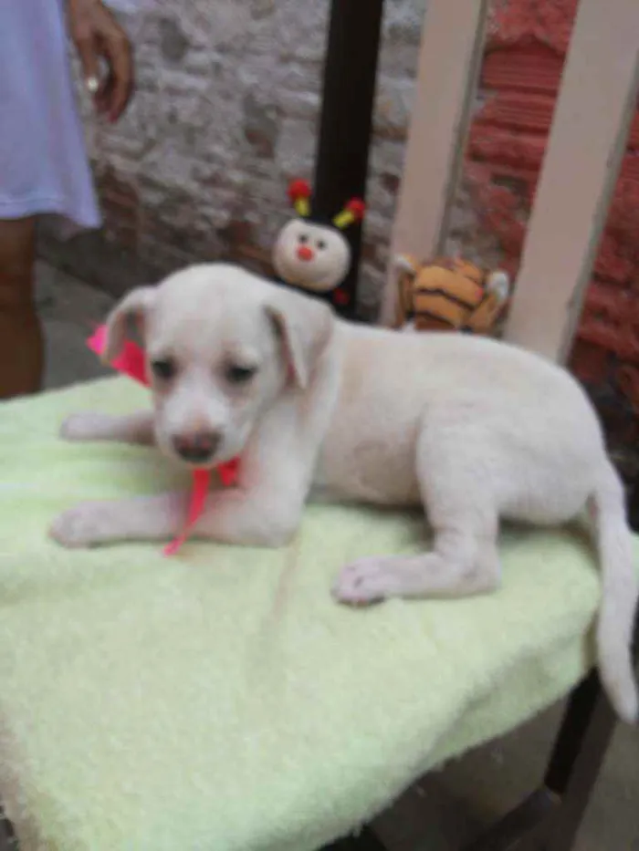 Cachorro ra a Comum idade 2 a 6 meses nome Poly