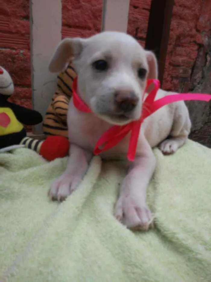 Cachorro ra a Comum idade 2 a 6 meses nome Poly
