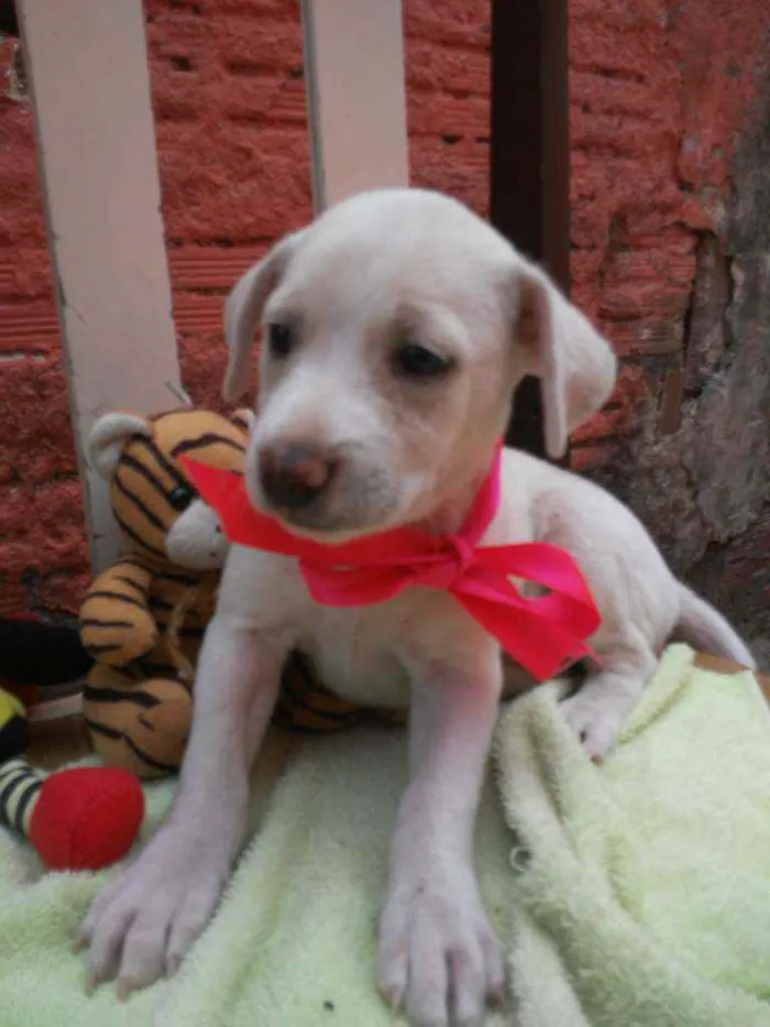 Cachorro ra a Comum idade 2 a 6 meses nome Poly