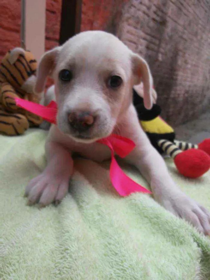 Cachorro ra a Comum idade 2 a 6 meses nome Poly