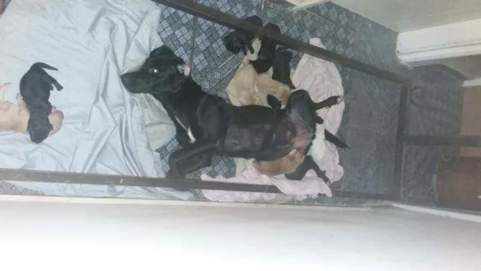 Cachorro ra a Mestiça  idade 2 a 6 meses nome Vários nomes