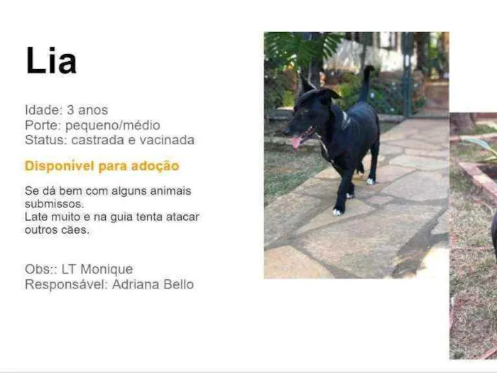 Cachorro ra a SRD idade 2 anos nome Lia