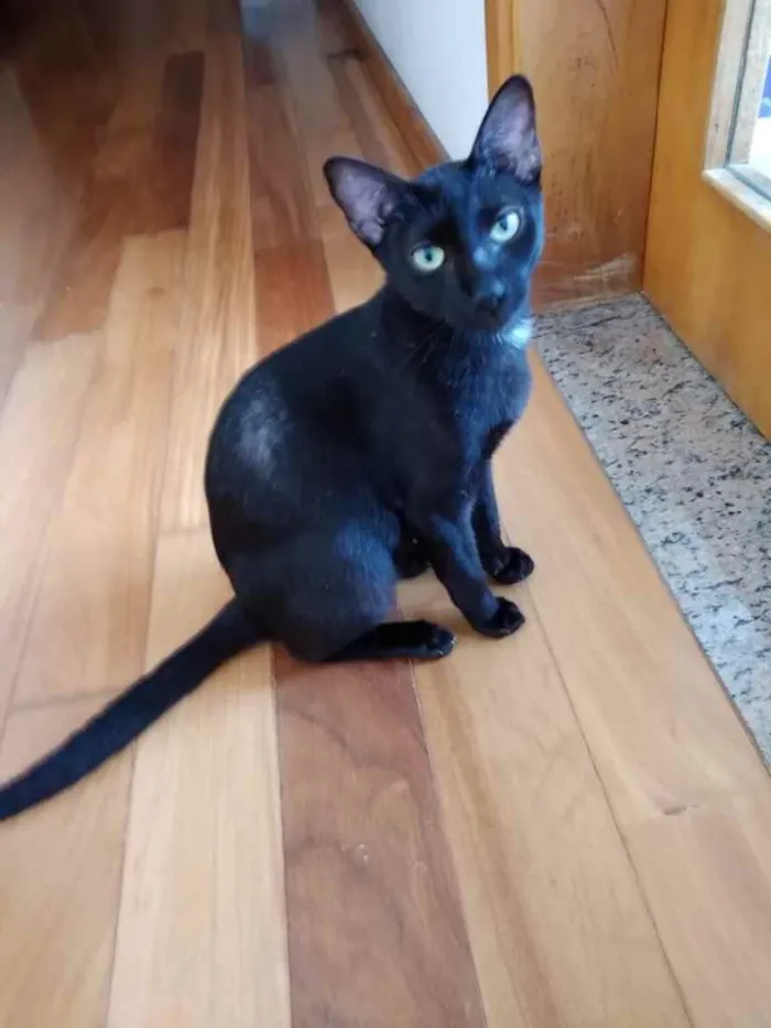 Gato raça Srd idade 7 a 11 meses nome Amanda 