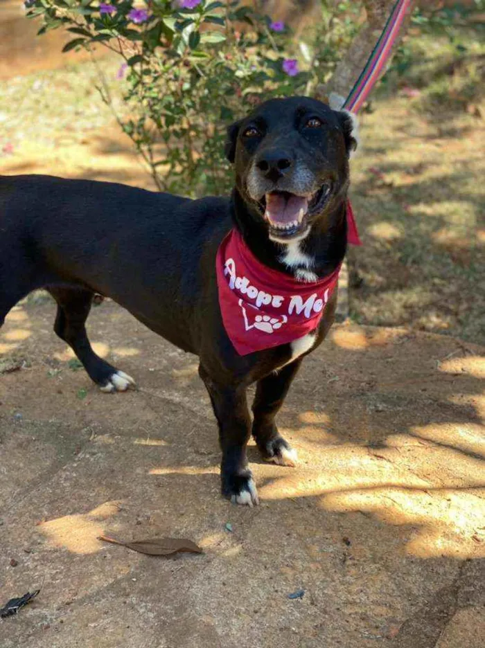 Cachorro ra a SRD idade 2 anos nome Lia