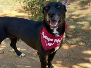 Cachorro raça SRD idade 2 anos nome Lia