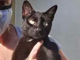 Gato raça Srd idade 7 a 11 meses nome Amanda 