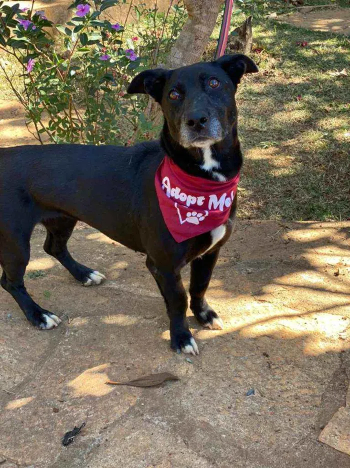 Cachorro ra a SRD idade 2 anos nome Lia